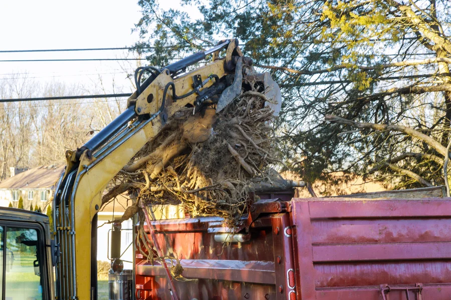 stump removal service westchester
