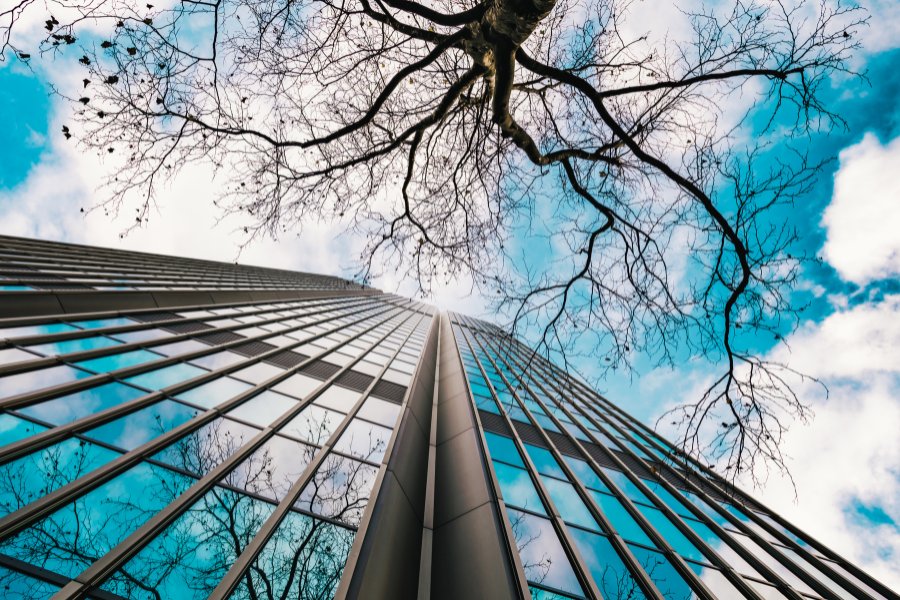 commercial tree removal queens new york
