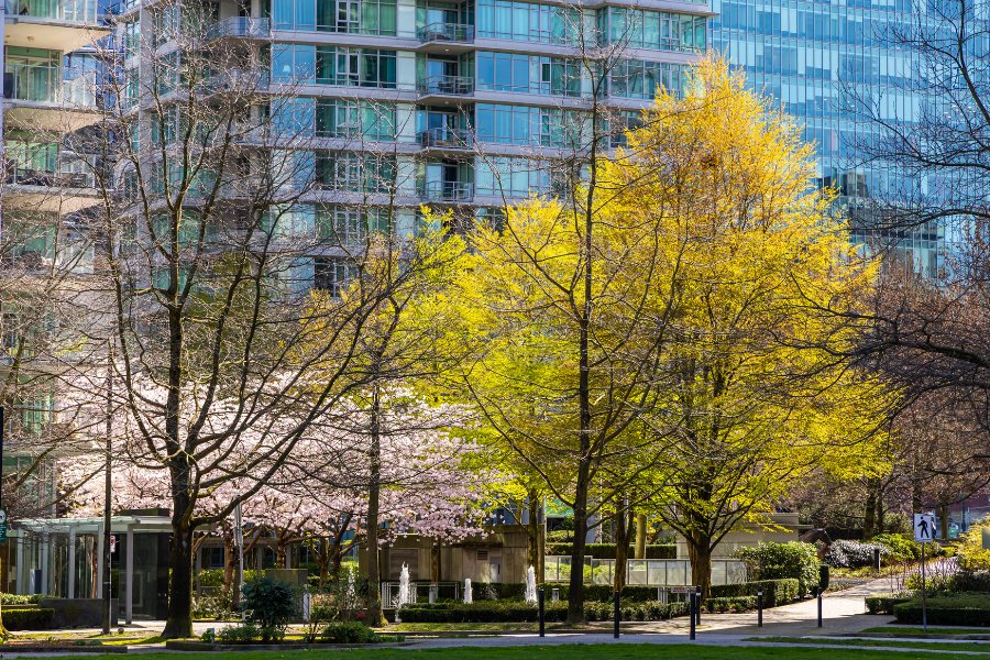 commercial tree removal westchester new york