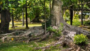 can you cut exposed tree roots