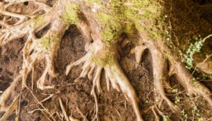 roots of a tree