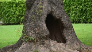 GreenLeaf Blog Images filling tree holes safely