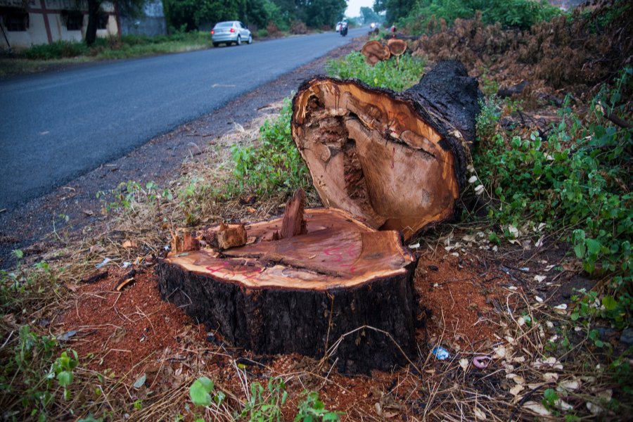 tree fell on new york property