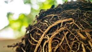 roots regrowing from tree after transplant