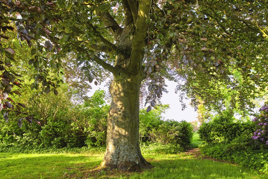 what is a tree risk assessment service