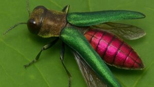 emerald ash borer with wings on a tree leaf