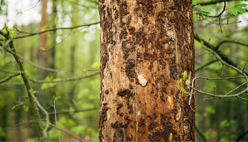 sunscald tree in a forest