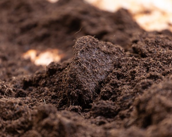 compacted soil in trees