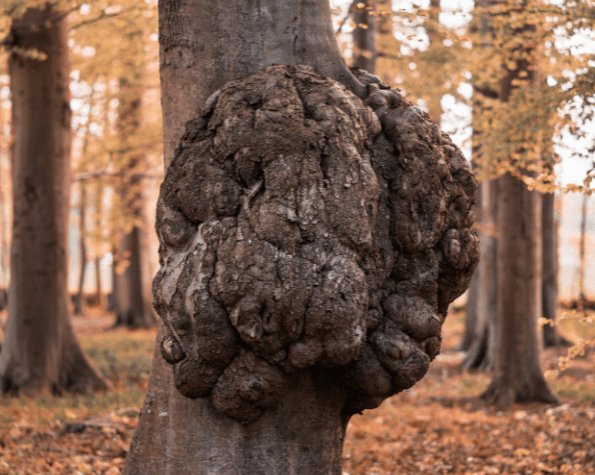 diseased tree not growing leaves