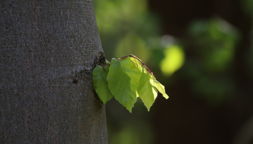 epicormic sprout coming out of a tree