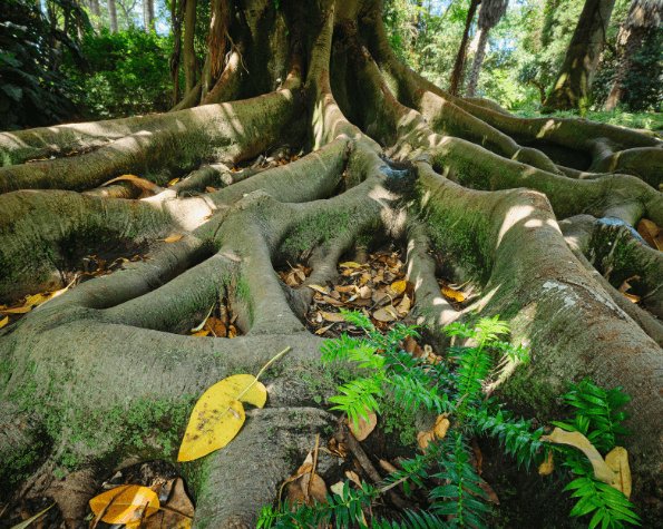 girdled roots not growing leaves