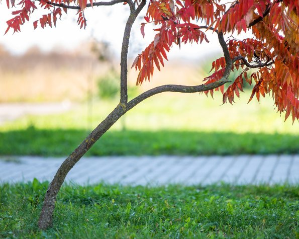 leaning tree red flags