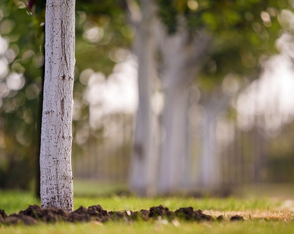 leaning tree soil erosion