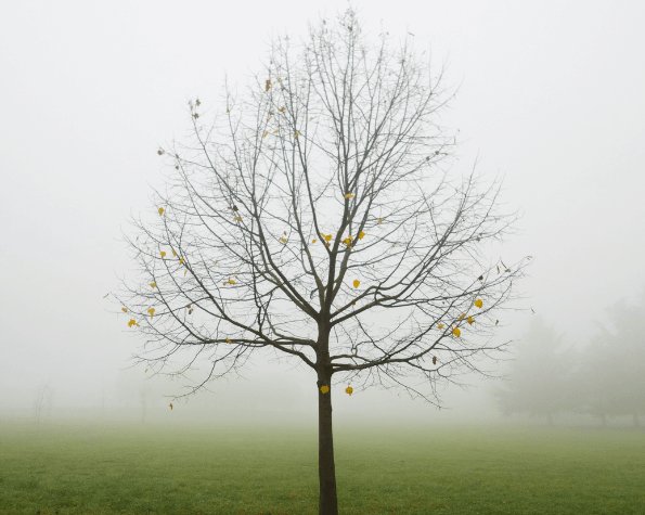 my tree isnt growing leaves in spring