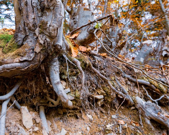 root damage to tilting tree