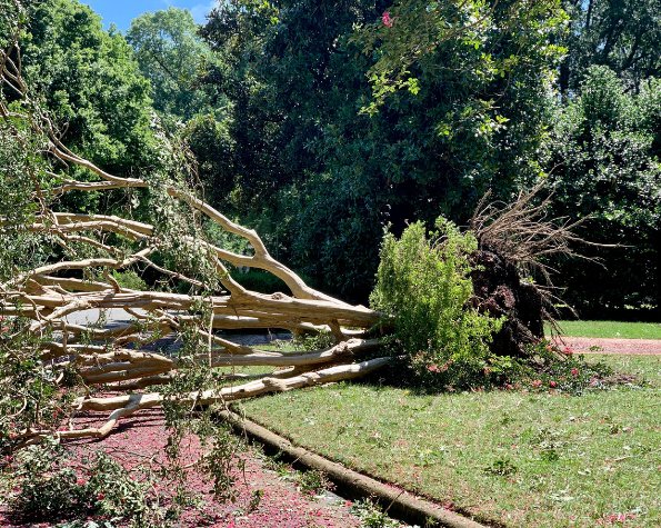storm damage to leaning tree nyc