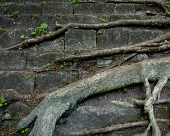 tree roots lifting pavement