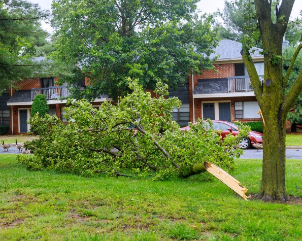 tree was leaning then fell nyc