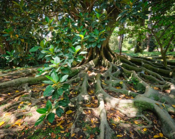 trees with bad root systems