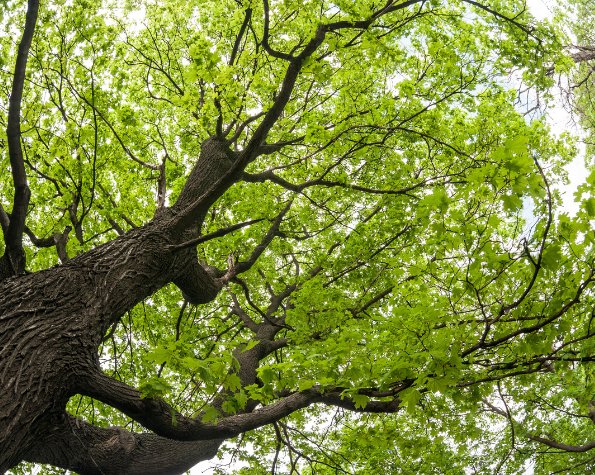 uneven canopy tree lean