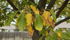 tree with verticillium wilt