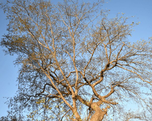 why is my tree not leafing in may