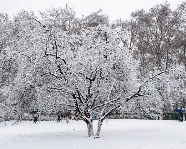 will winter make my tree not grow leaves in spring