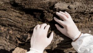 sick tree spreading disease