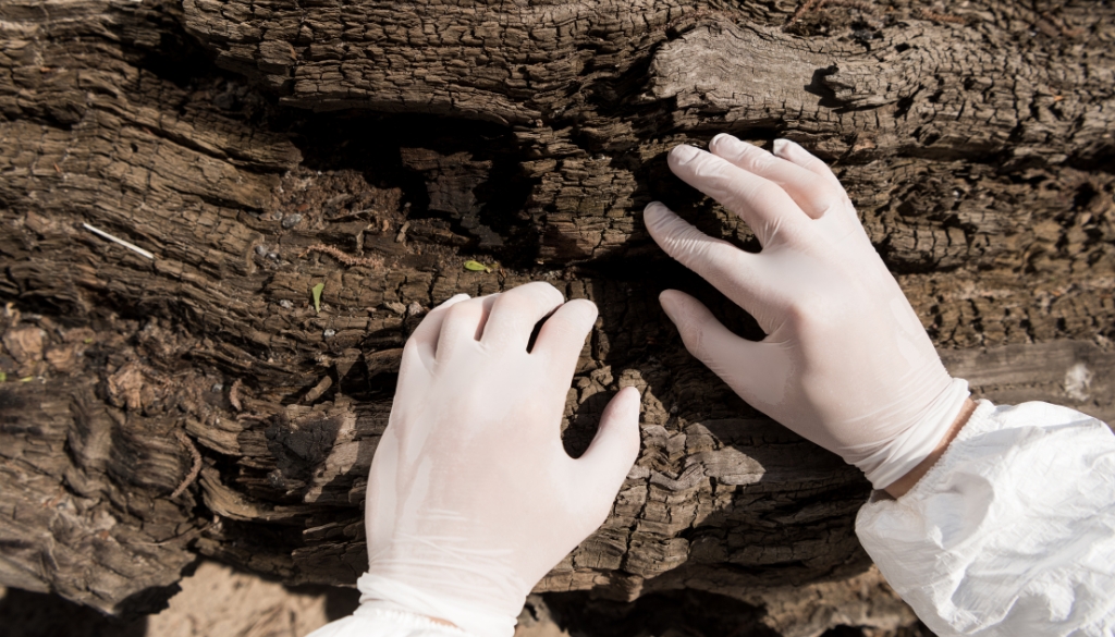 sick tree spreading disease