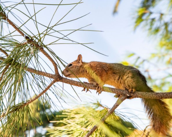 can pests get in your home from branches