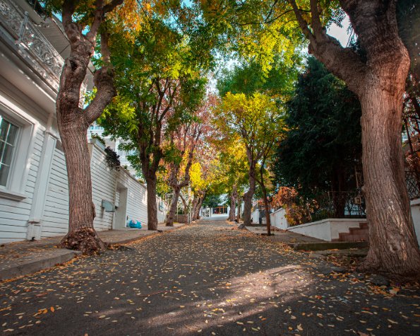 dangers of a close tree nyc