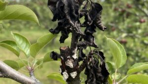 fire blight tree removal