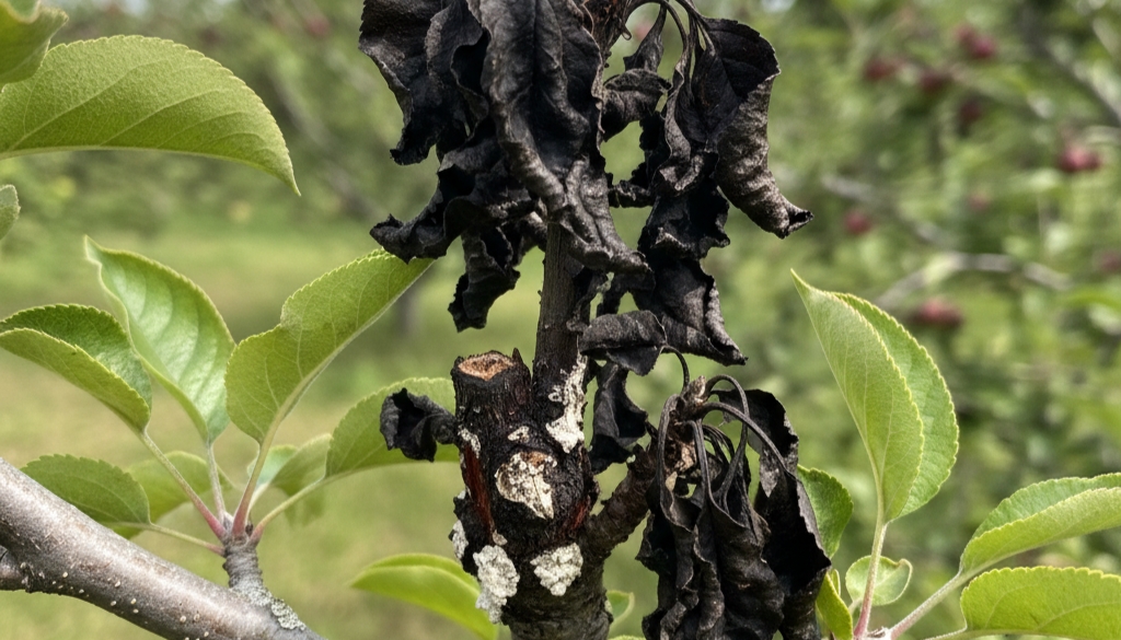 fire blight tree removal