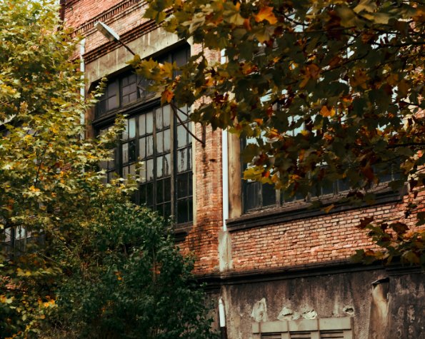 tree branches scraping my window