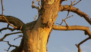 how to fix and prevent cracked tree bark