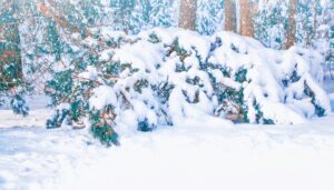 snow weighing down branches