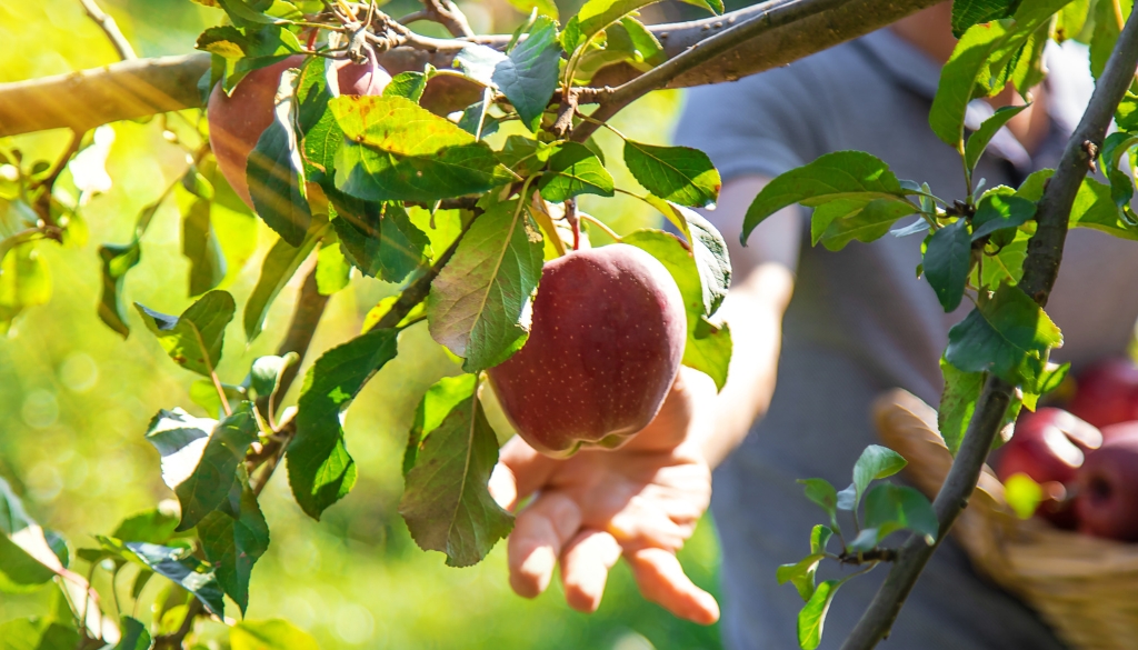 apple scab tree removal