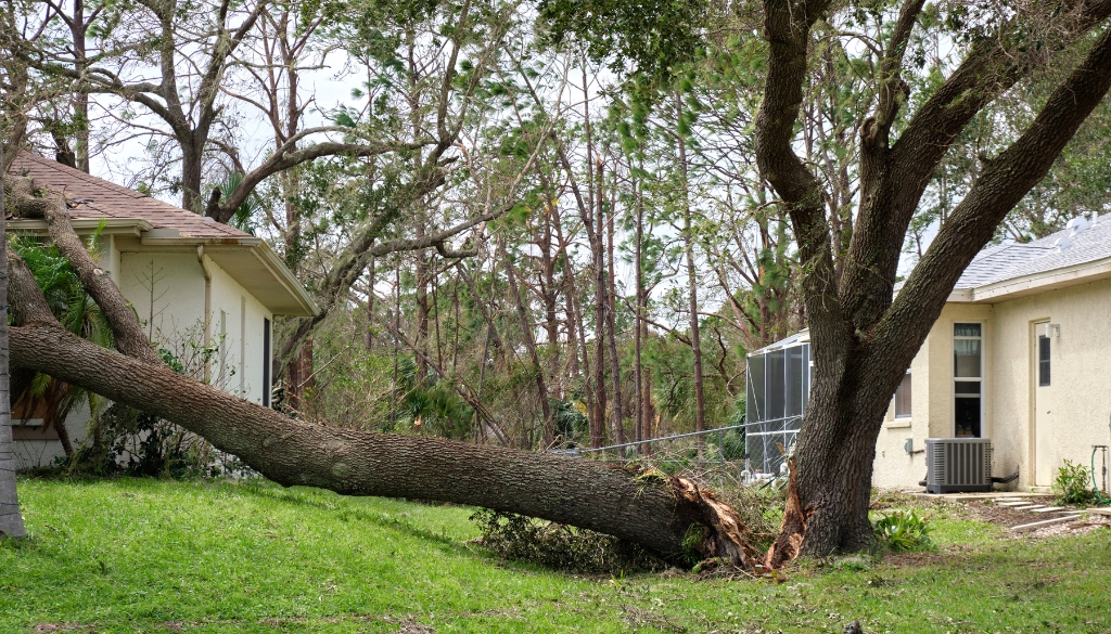 fallen tree removal nyc