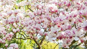 magnolia scale treatment