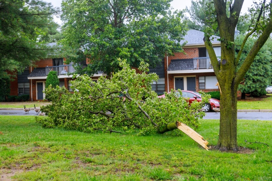 storm damage tree removal nyc