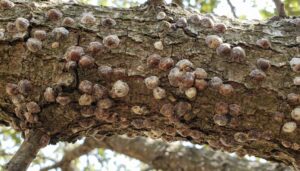 tree scale identification