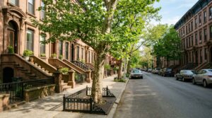 Mature London plane street tree in a Brooklyn sidewalk pit in front of a brownstone row