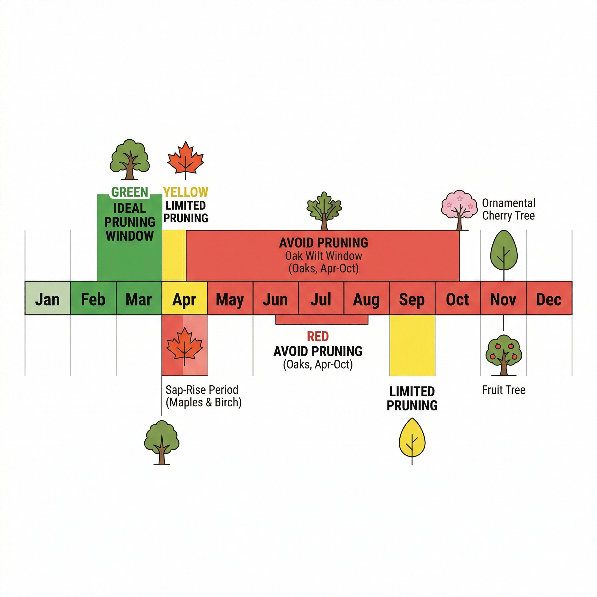 Infographic showing the NYC tree pruning calendar across the year with ideal, limited, and avoid windows by species