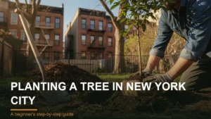 planting a tree in new york city