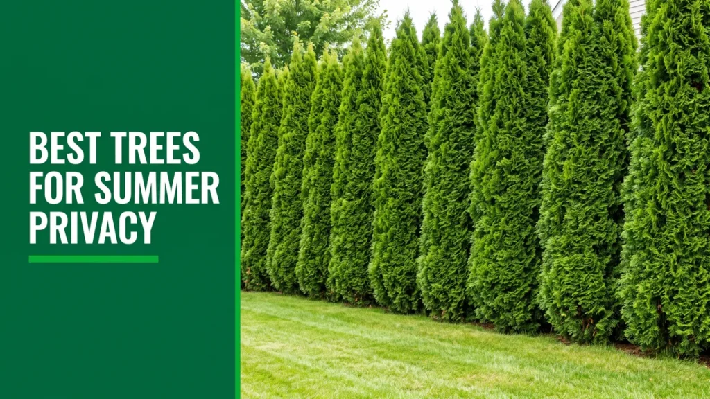 Tall dense row of arborvitae evergreens forming a backyard privacy screen in summer