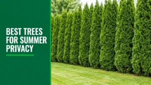 Tall dense row of arborvitae evergreens forming a backyard privacy screen in summer