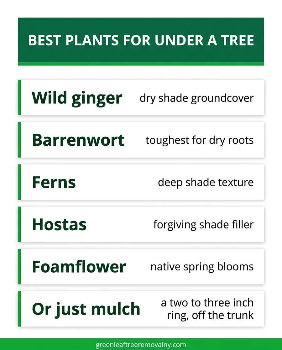 Card guide to the best shade-tolerant plants for growing under a tree, plus a mulch option