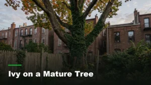 Thick ivy vines climbing the trunk of a mature tree in a narrow Brooklyn backyard