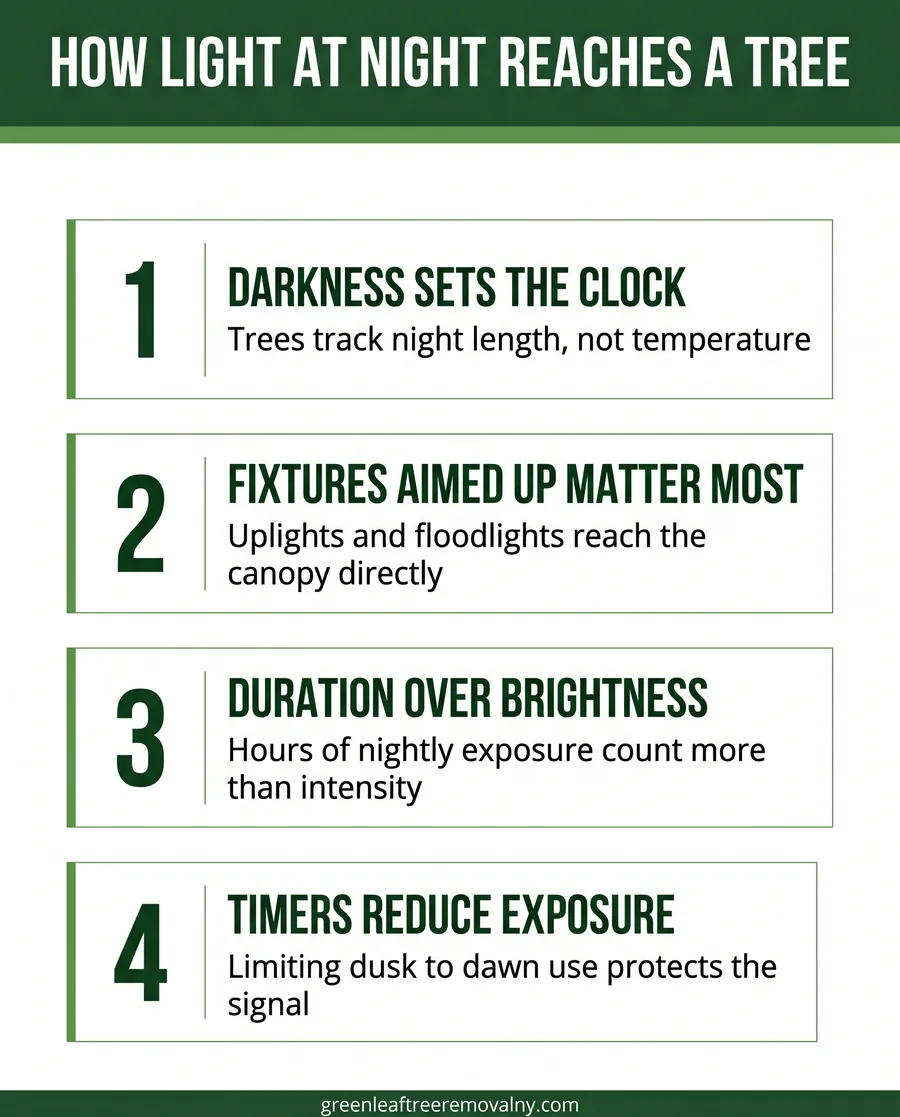 Card graphic explaining how outdoor lighting and trees interact through a tree's seasonal light cycle